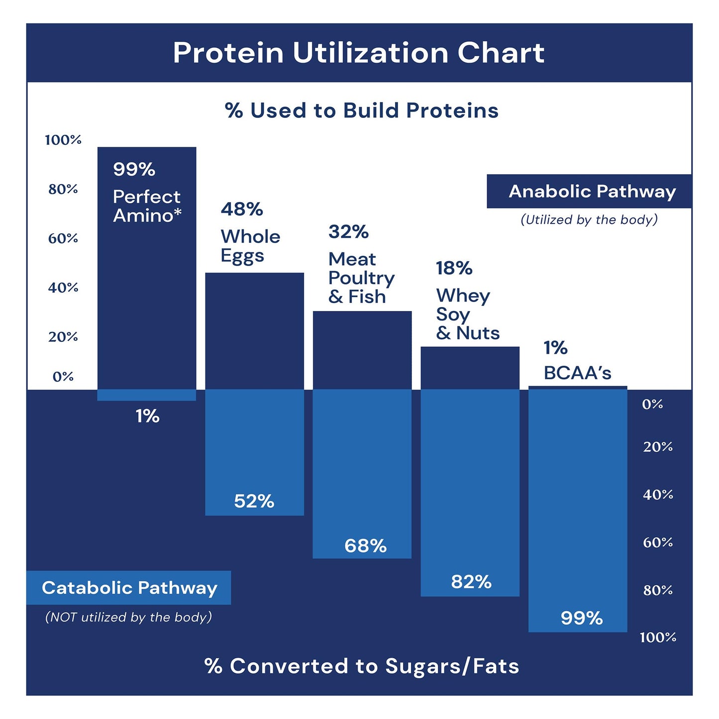 BodyHealth Probiotic Enhanced with PerfectAmino for Women and Men, Spore Based with Bifidobacterium, Lactobacillus Salivarius,