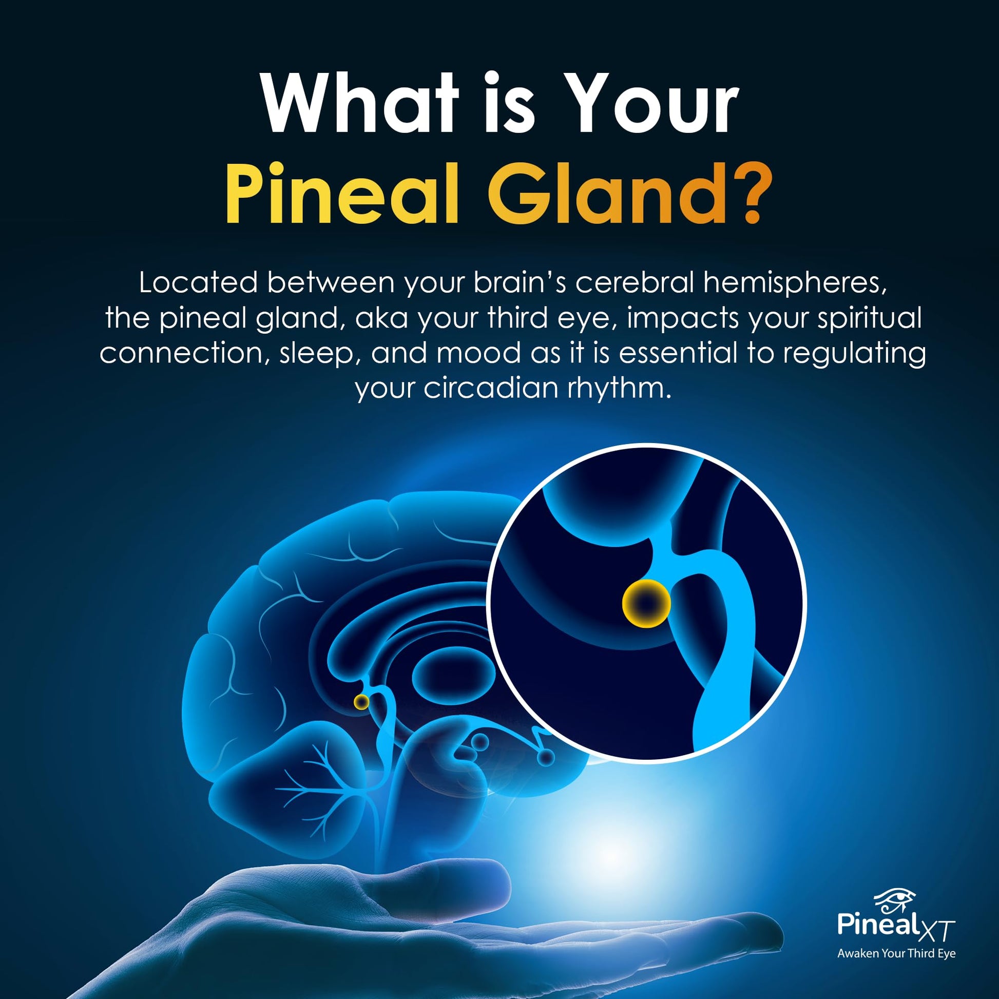 Pineal XT Gold + Pharaoh's Nectar - Pineal Gland Supplement Bundle – 24K Monoatomic Gold Ormus Drops, Pineal Gland Decalcification, Third Eye Awakening, Focus, Energy & Manifestation Nutraville buy supplements Au