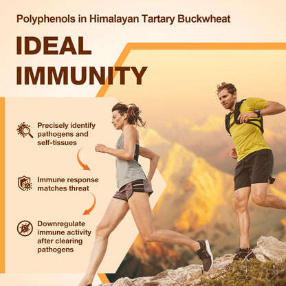 Nokuba Polyphenols Supplement for Immune Support | Himalayan Tartary Buckwheat Sourced | Polyphenol Superfood with Quercetin, Curcumin | Immune Booster, Antioxidant, Anti-inflammatory - 120 Capsules Nokuba buy supplements Au
