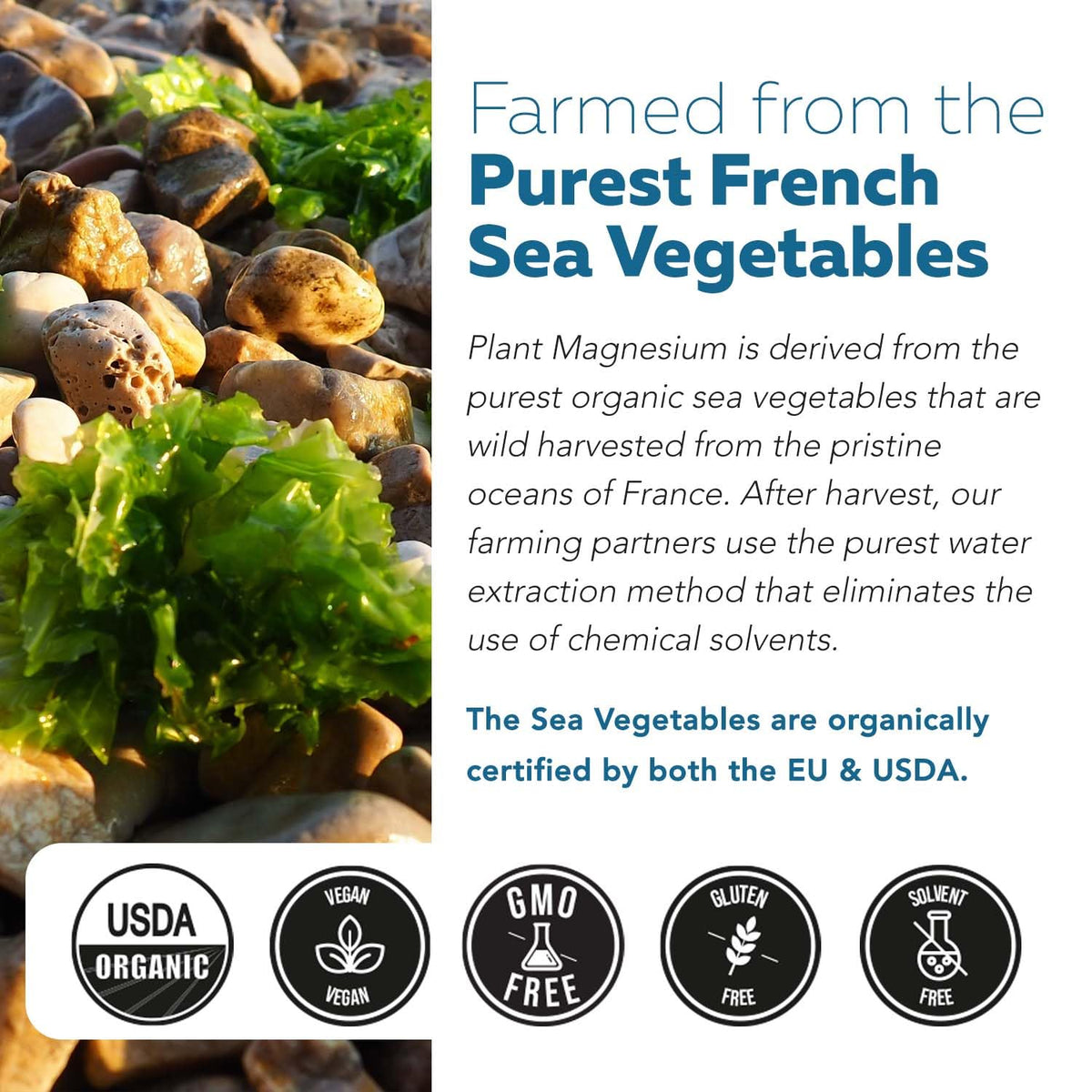 Organic Whole Food Magnesium Supplement - Plant-Based, Organic Sea Vegetable Complex - 250 mg Per Serving | Water Extracted | Gentle on Stomach | Supports Energy, Sleep, Muscle, Heart - 60 Capsules Triquetra Health buy supplements Au