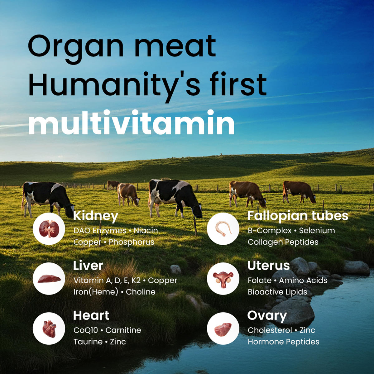 Beef Organ Supplement for Women – Grass Fed Liver, Uterus, Ovary, Heart, Kidney – 30+ Nutrients to Support Hormone Balance, Cycle Health, Energy, Immunity