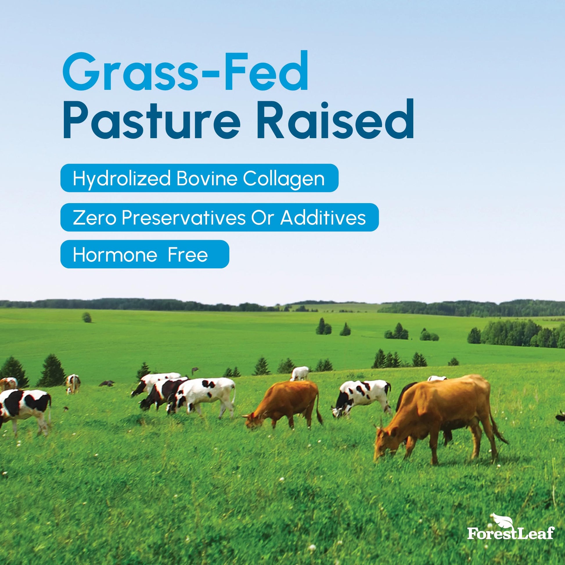 ForestLeaf Multi Collagen Pills with Hyaluronic Acid + Vitamin C | Hydrolyzed Collagen Supplements for Women or Men | Multi Collagen Capsules Peptides for Skin, Wrinkles, 120 Caps ForestLeaf buy supplements Au